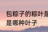 包粽子的粽叶是什么叶 包粽子的粽叶是哪种叶子