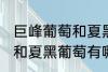 巨峰葡萄和夏黑葡萄的区别 巨峰葡萄和夏黑葡萄有哪些区别