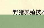 野猪养殖技术 野猪养殖技巧