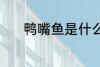 鸭嘴鱼是什么鱼 鸭嘴鱼的介绍