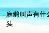 麻鹊叫声有什么兆头 麻雀叫有什么兆头