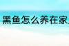 黑鱼怎么养在家里 黑鱼如何养在家里