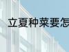 立夏种菜要怎么种 立夏要怎么种菜