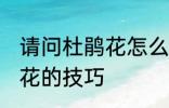 请问杜鹃花怎么养不爱死啊 养殖杜鹃花的技巧