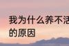 我为什么养不活杜鹃花 养不活杜鹃花的原因