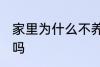 家里为什么不养扶桑 家里可以养扶桑吗