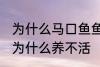 为什么马口鱼鱼缸养不活 马口鱼鱼缸为什么养不活