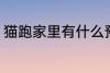 猫跑家里有什么预兆 猫跑家里的寓意