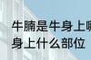 牛腩是牛身上哪个部位的肉 牛腩是牛身上什么部位