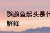 鹦鹉鱼起头是什么意思 鹦鹉鱼起头的解释