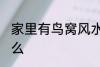 家里有鸟窝风水 家里有鸟窝代表了什么