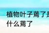 植物叶子蔫了是怎么回事 植物叶子为什么蔫了