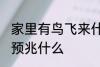 家里有鸟飞来什么预兆 家里有鸟飞来预兆什么