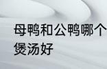 母鸭和公鸭哪个煲汤好 母鸭和公鸭谁煲汤好