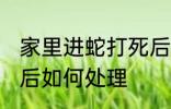 家里进蛇打死后怎么办 家里进蛇打死后如何处理