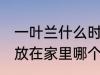 一叶兰什么时候开花 一叶兰比较适合放在家里哪个位置养