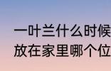 一叶兰什么时候开花 一叶兰比较适合放在家里哪个位置养