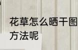 花草怎么晒干图片 花草晒干有什么好方法呢