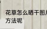 花草怎么晒干图片 花草晒干有什么好方法呢