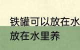 铁罐可以放在水里养吗 铁罐可不可以放在水里养