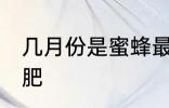 几月份是蜜蜂最肥 哪个月份的蜜蜂最肥
