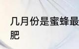 几月份是蜜蜂最肥 哪个月份的蜜蜂最肥