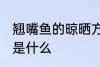 翘嘴鱼的晾晒方法 翘嘴鱼的晾晒方法是什么