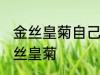 金丝皇菊自己家晾晒方法 怎么自晒金丝皇菊