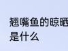 翘嘴鱼的晾晒方法 翘嘴鱼的晾晒方法是什么