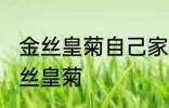 金丝皇菊自己家晾晒方法 怎么自晒金丝皇菊