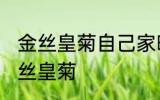 金丝皇菊自己家晾晒方法 怎么自晒金丝皇菊