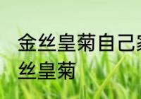 金丝皇菊自己家晾晒方法 怎么自晒金丝皇菊